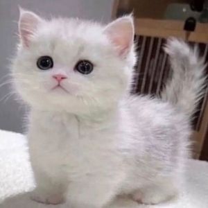 Meet your Posher, Lia